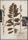 Foto von Salix cinerea L. x Salix nigricans Sm.